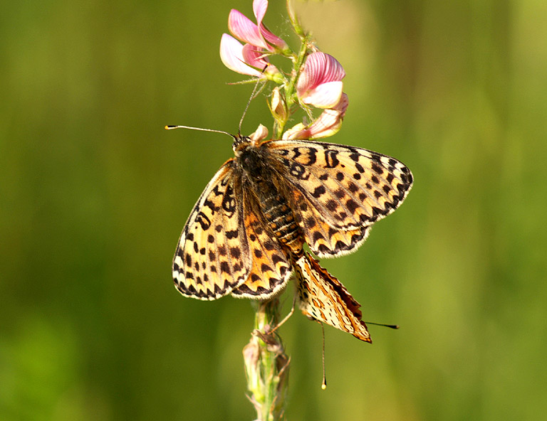 Melitaea didyma